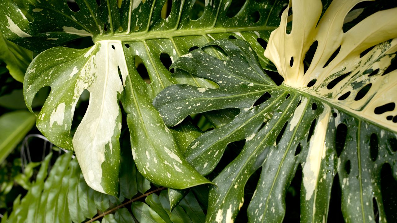 2 huge Variegated Monstera leaves