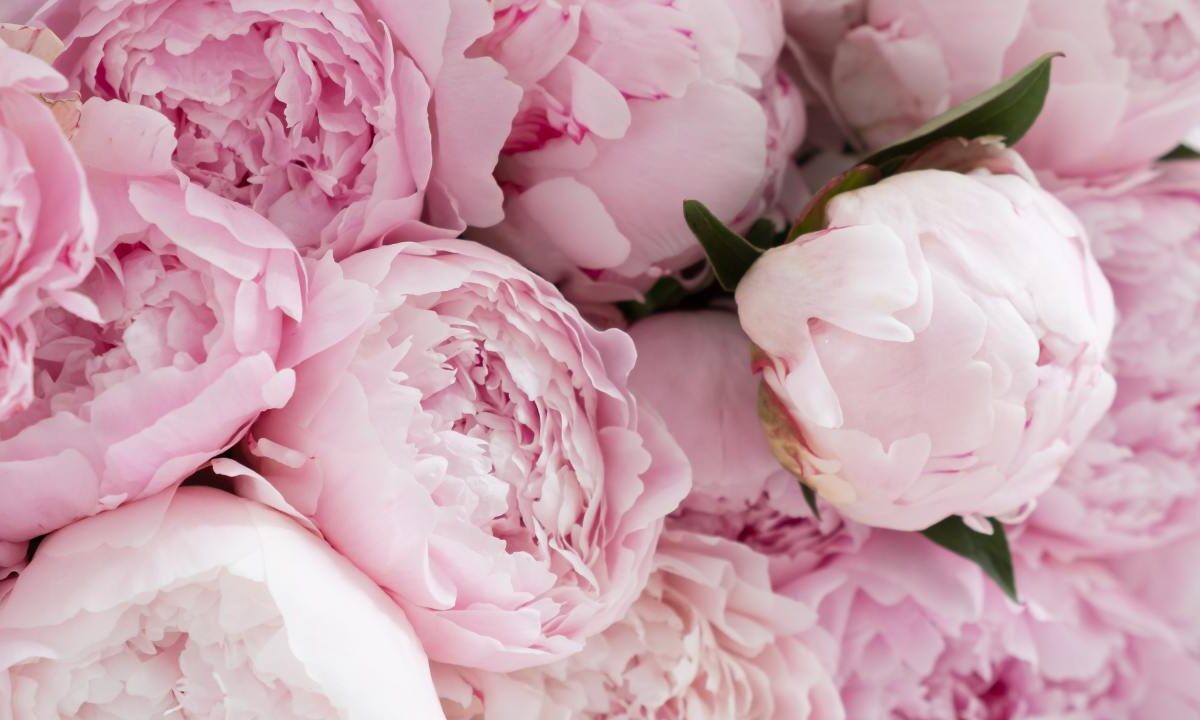 Why Fall Is The Best Time To Move Peonies