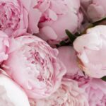 Why Fall Is The Best Time To Move Peonies