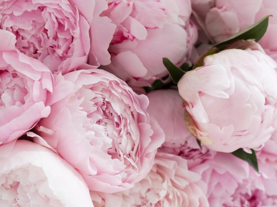 Why Fall Is The Best Time To Move Peonies