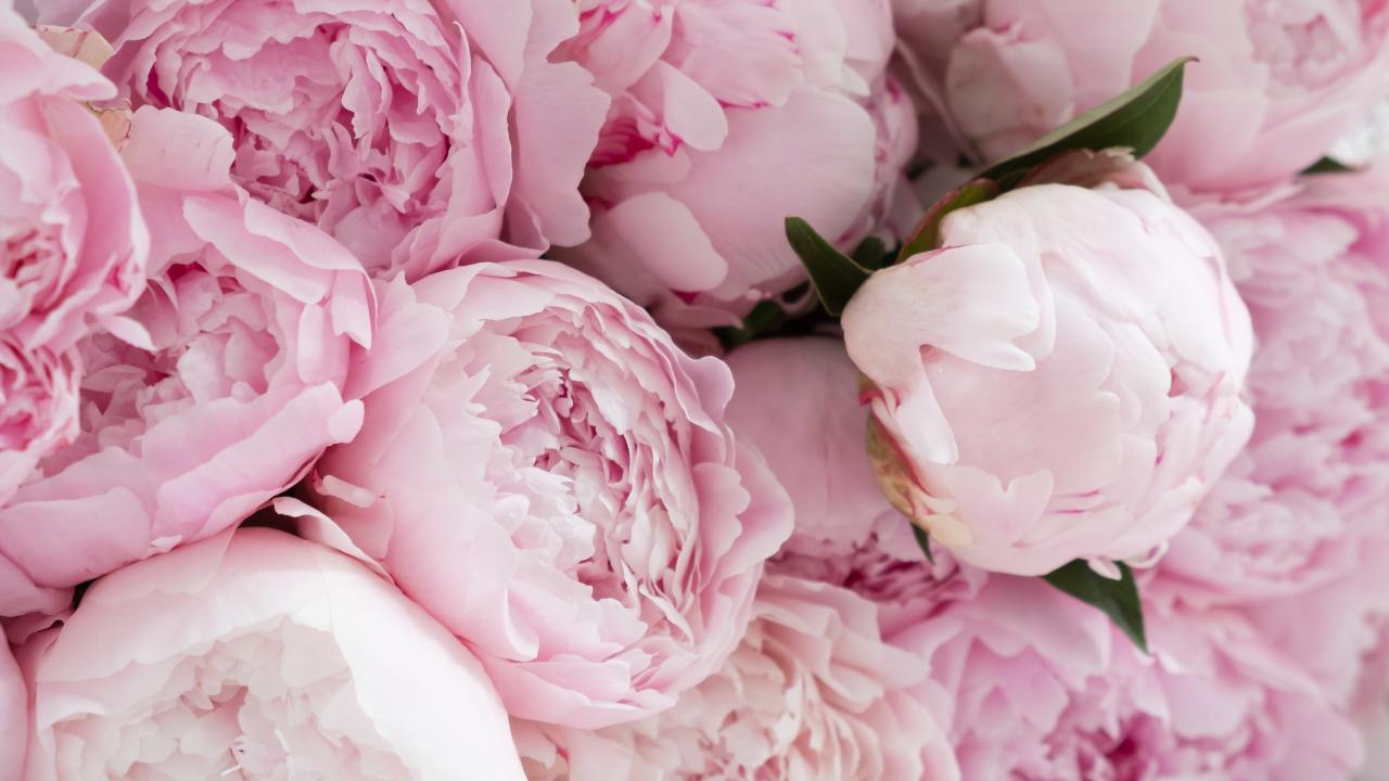 Why Fall Is The Best Time To Move Peonies