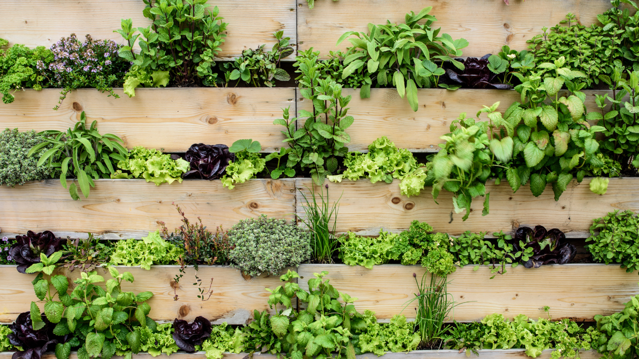 a vertical garden of multiple herbs