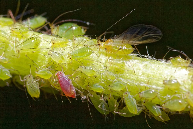 How to Get Rid of Aphids on Indoor Plants aphids on stem