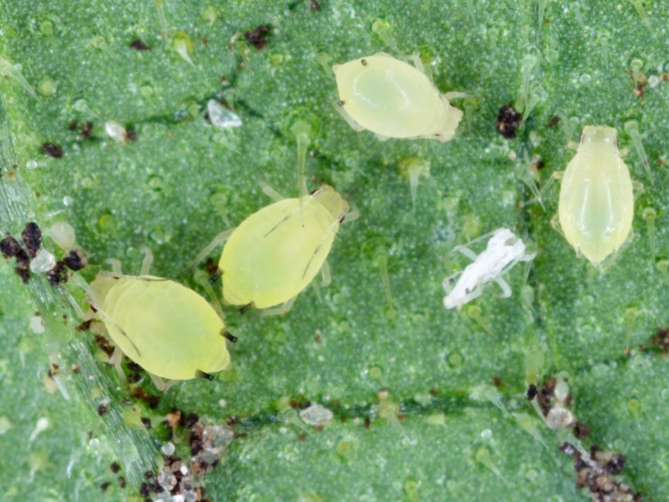 aphids on green tiny leaf