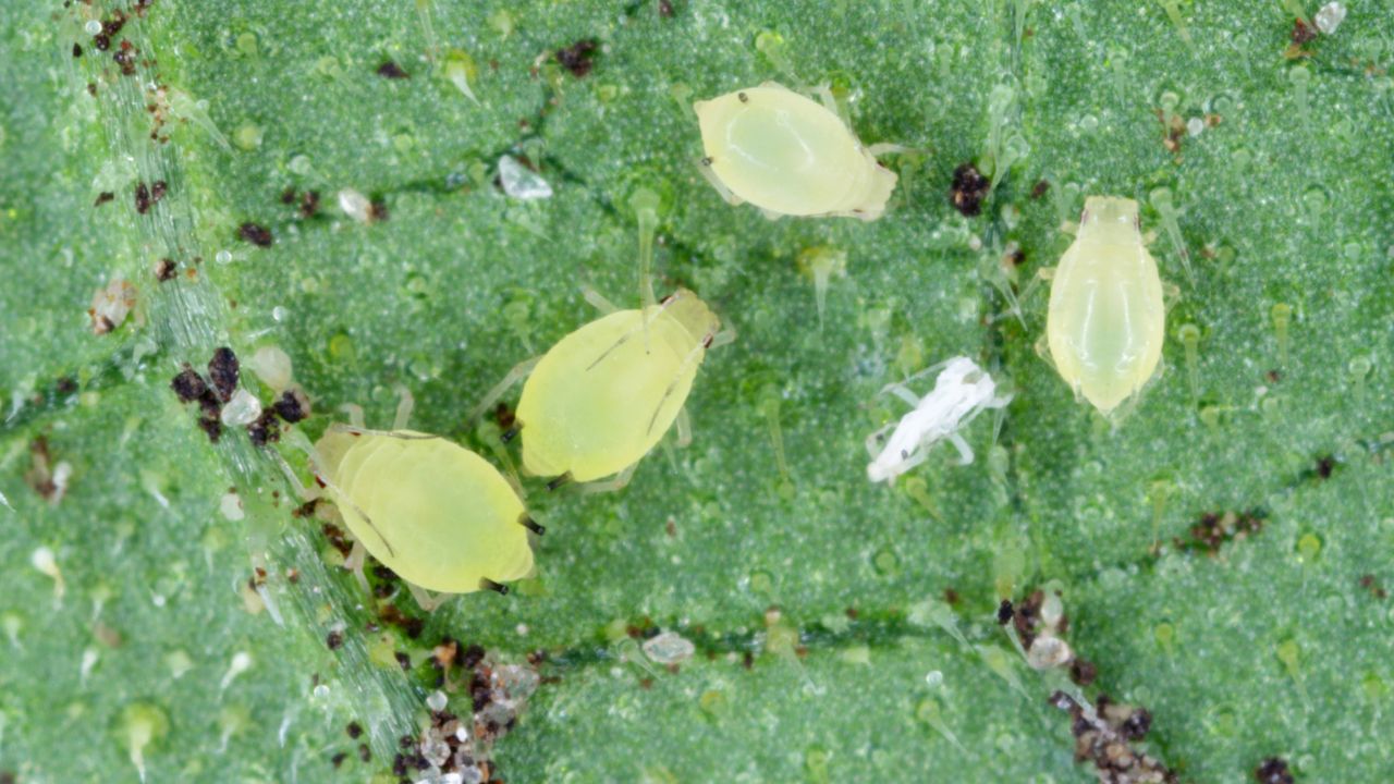 aphids on green tiny leaf