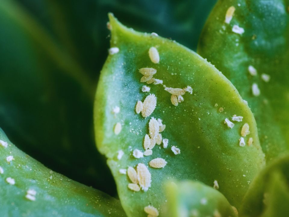 closeup shot of mealybugs on green leaves and how to get rid of mealy bugs on indoor plants