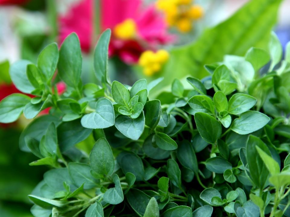 fresh Greek Oregano