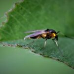 gnat on the green leaf