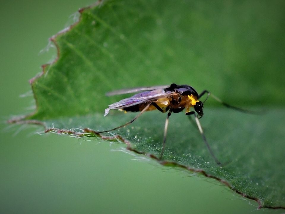 gnat on the green leaf