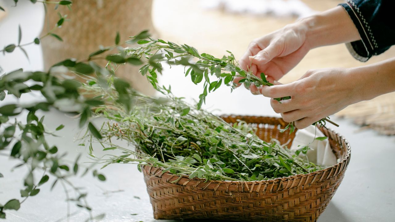 herbs in winter herbs winter care