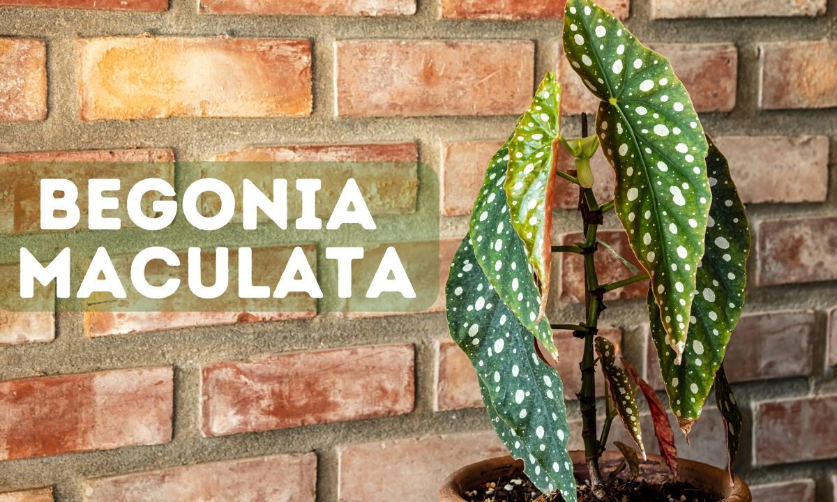 how to propagate begonia maculata