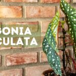 how to propagate begonia maculata