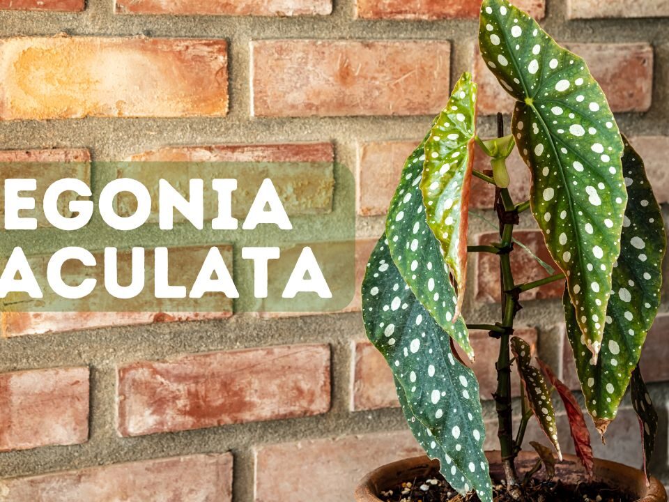 how to propagate begonia maculata