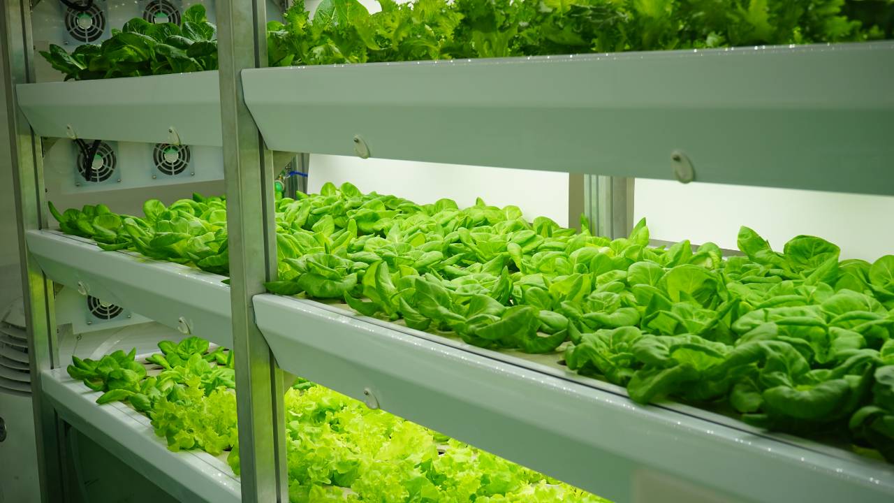 indoor vertical garden system with leafy plants