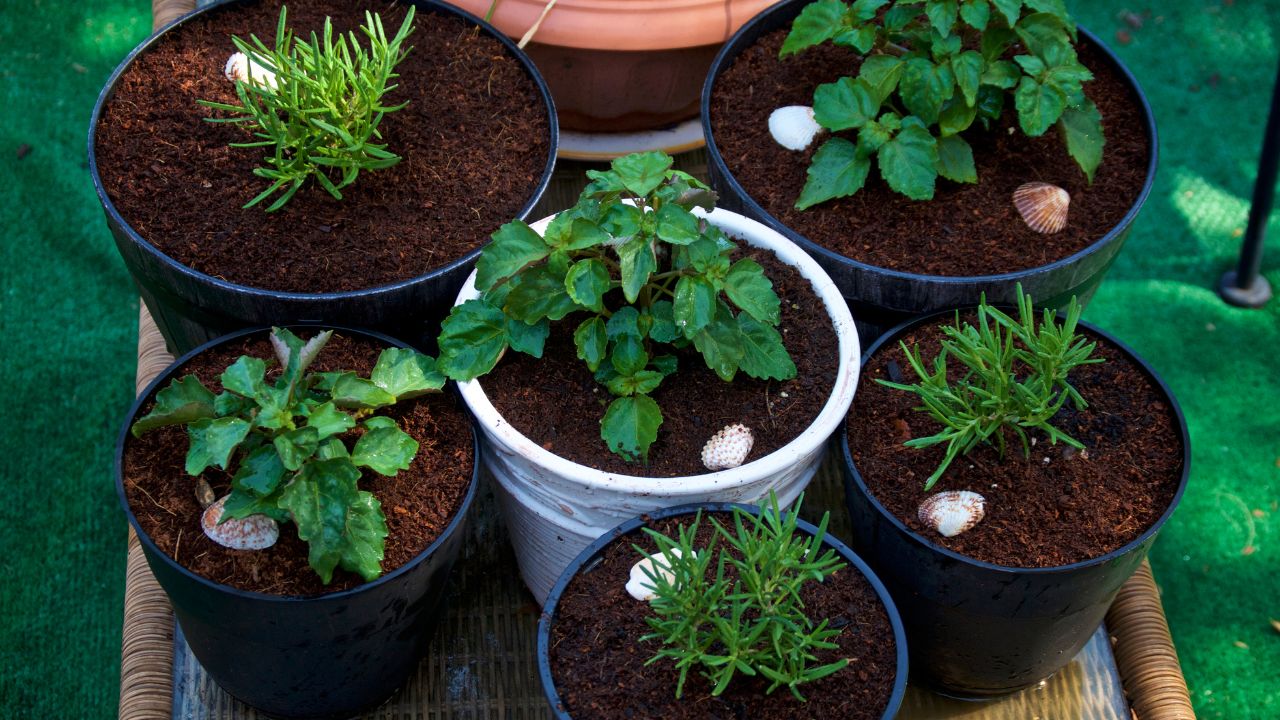 leafy plants in small containers What is Indoor Container Gardening