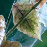 spider mites pests covering green leaves