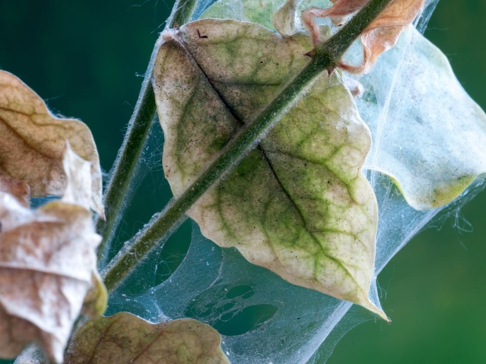 spider mites pests covering green leaves