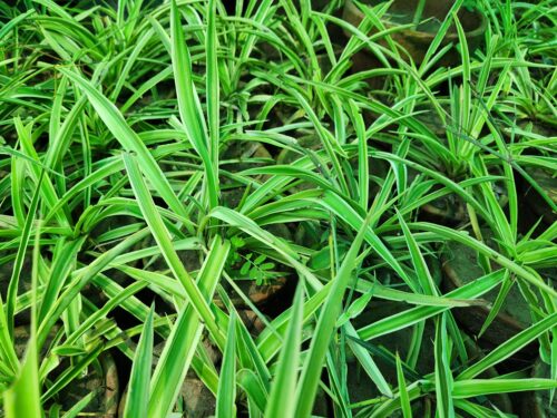 Spider Plant (Chlorophytum comosum)