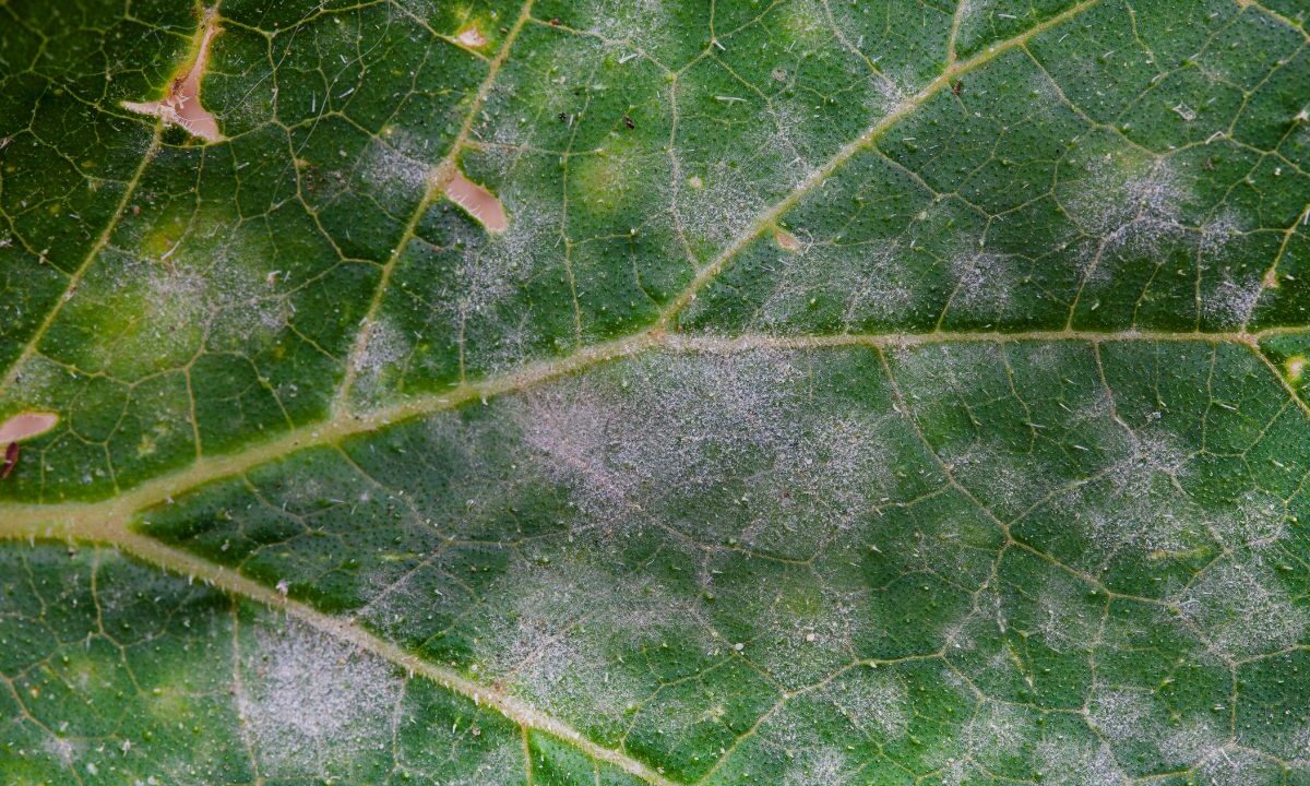 white Powdery Mildew on a green leaf