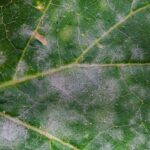 white Powdery Mildew on a green leaf