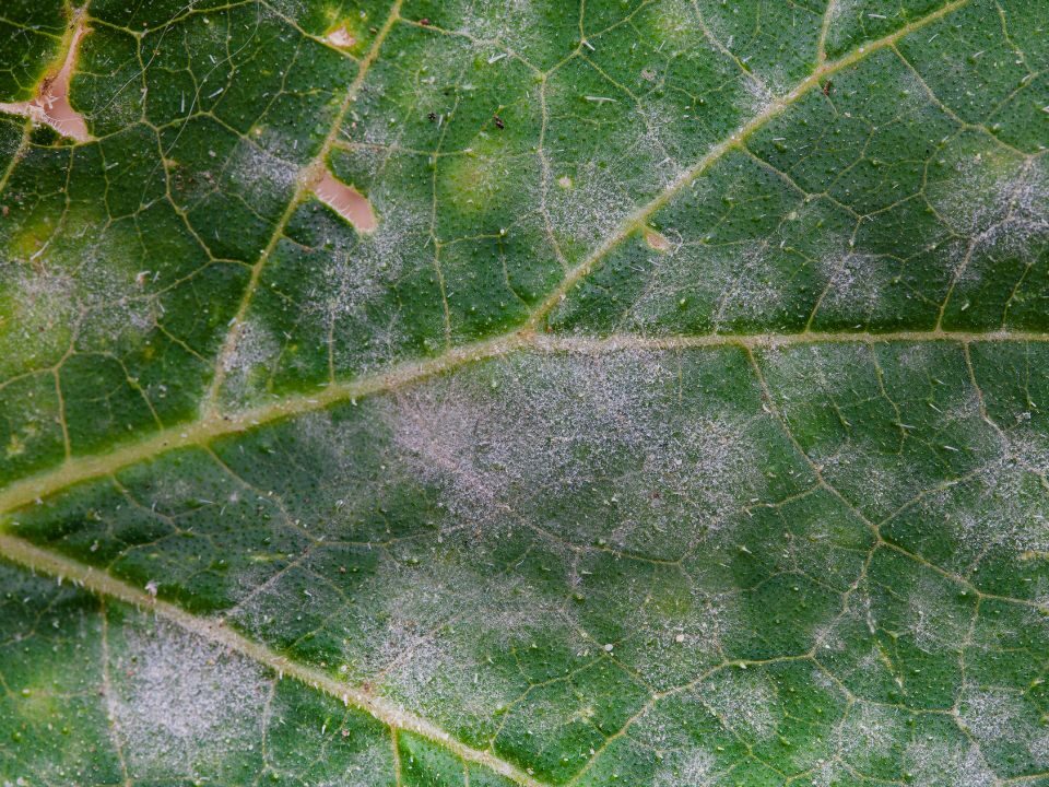 white Powdery Mildew on a green leaf