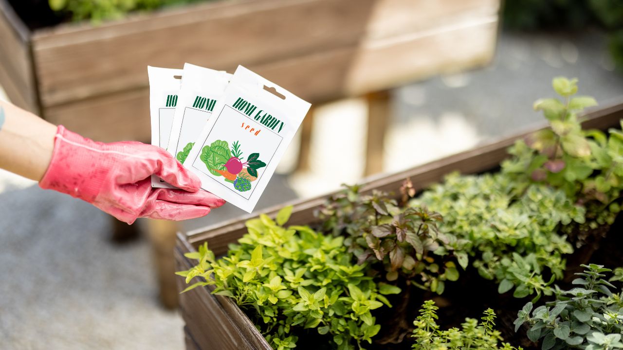 woman showing home garden seeds How to Start a Small Vegetable Garden