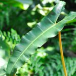 How to Grow and Care for Philodendron Billietiae