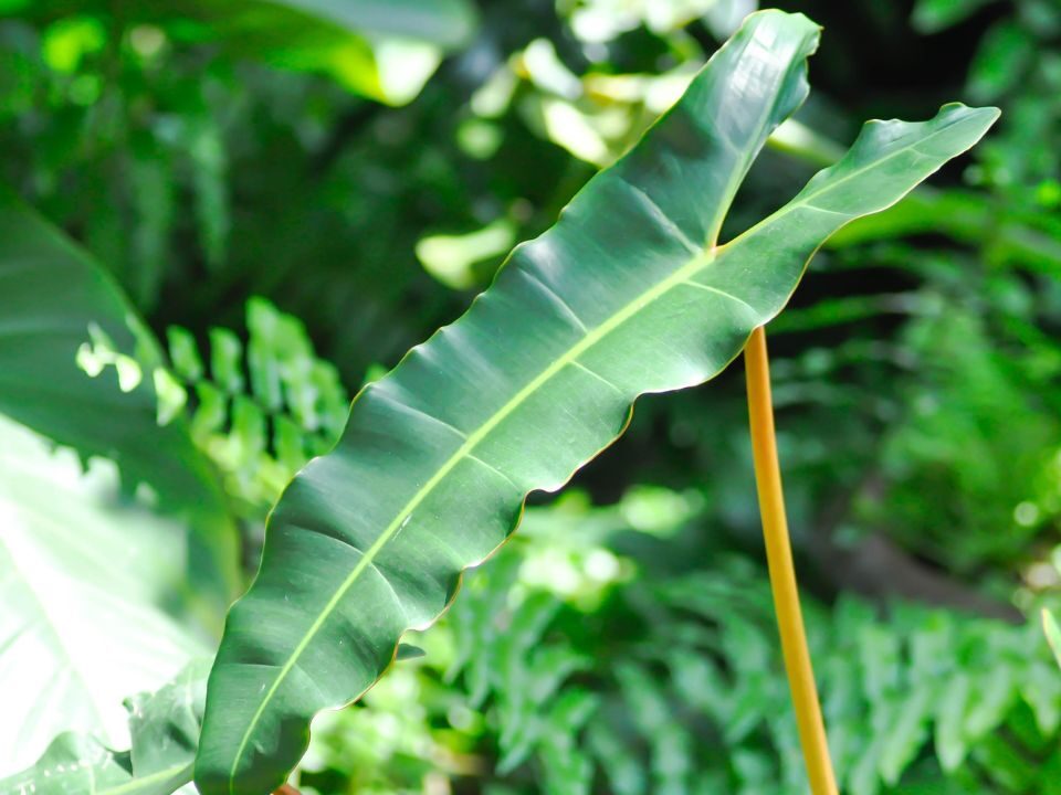 How to Grow and Care for Philodendron Billietiae