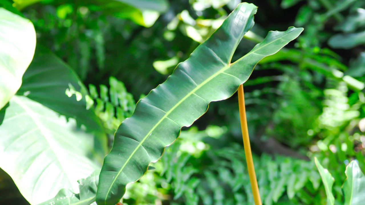 How to Grow and Care for Philodendron Billietiae