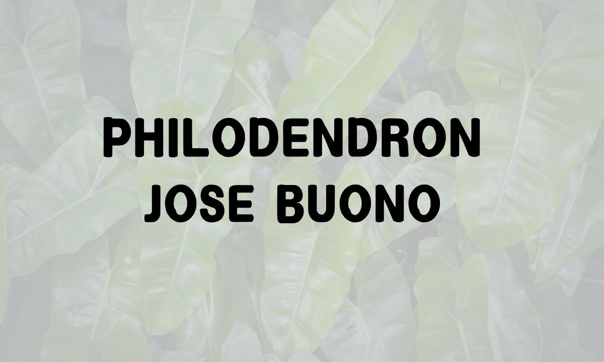 Philodendron Jose Buono