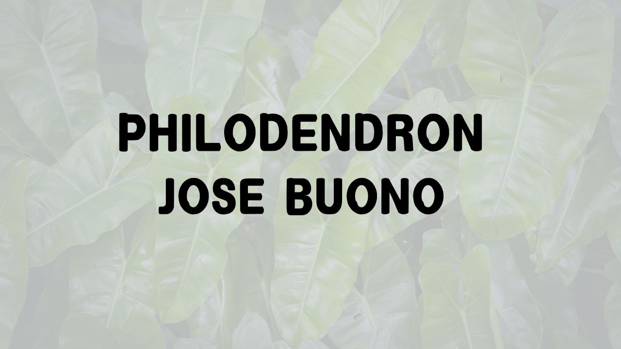 Philodendron Jose Buono