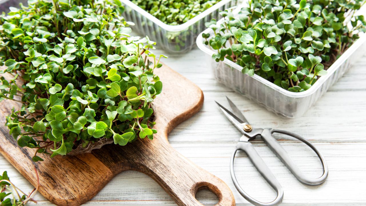 Signs That Your Microgreens Are Ready for Harvest