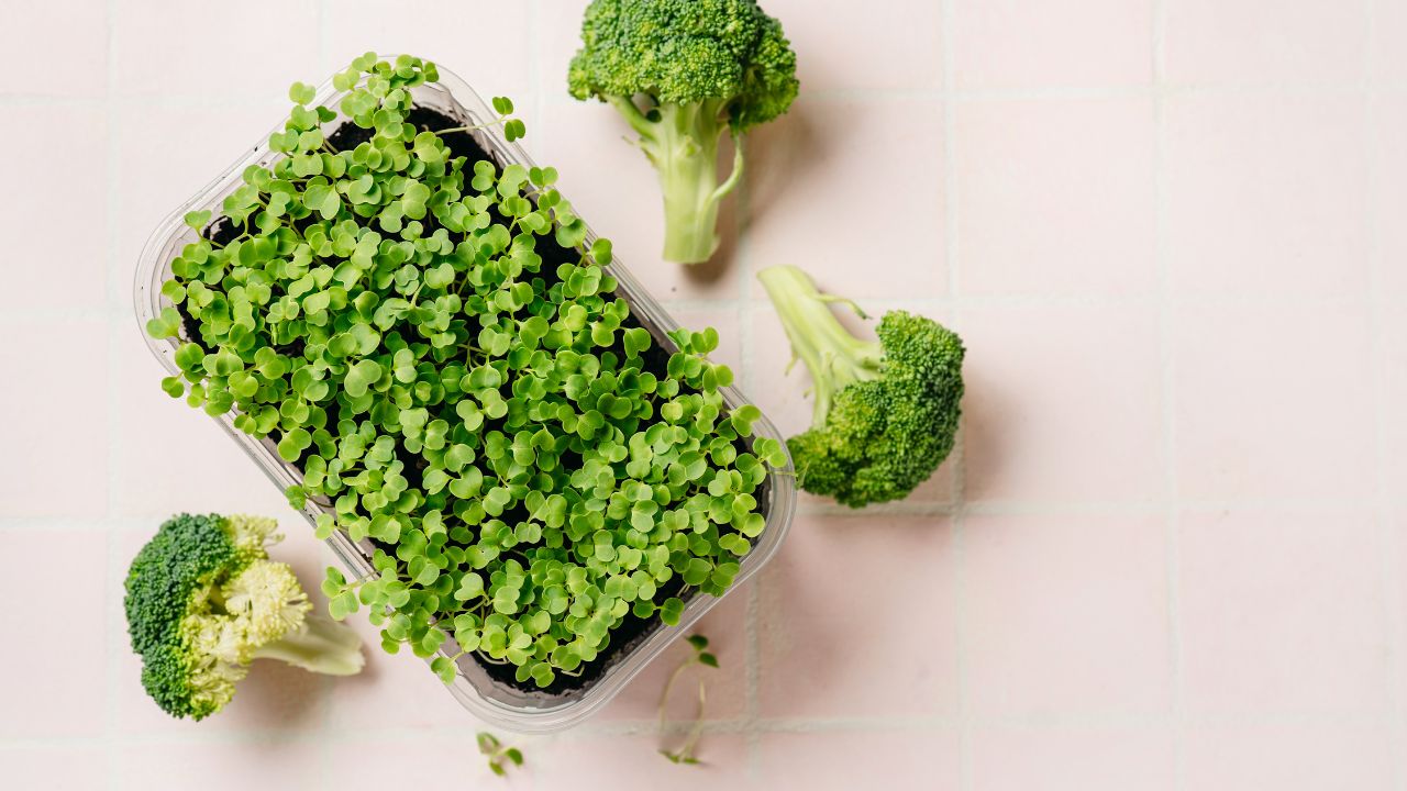 What Are Broccoli Microgreens