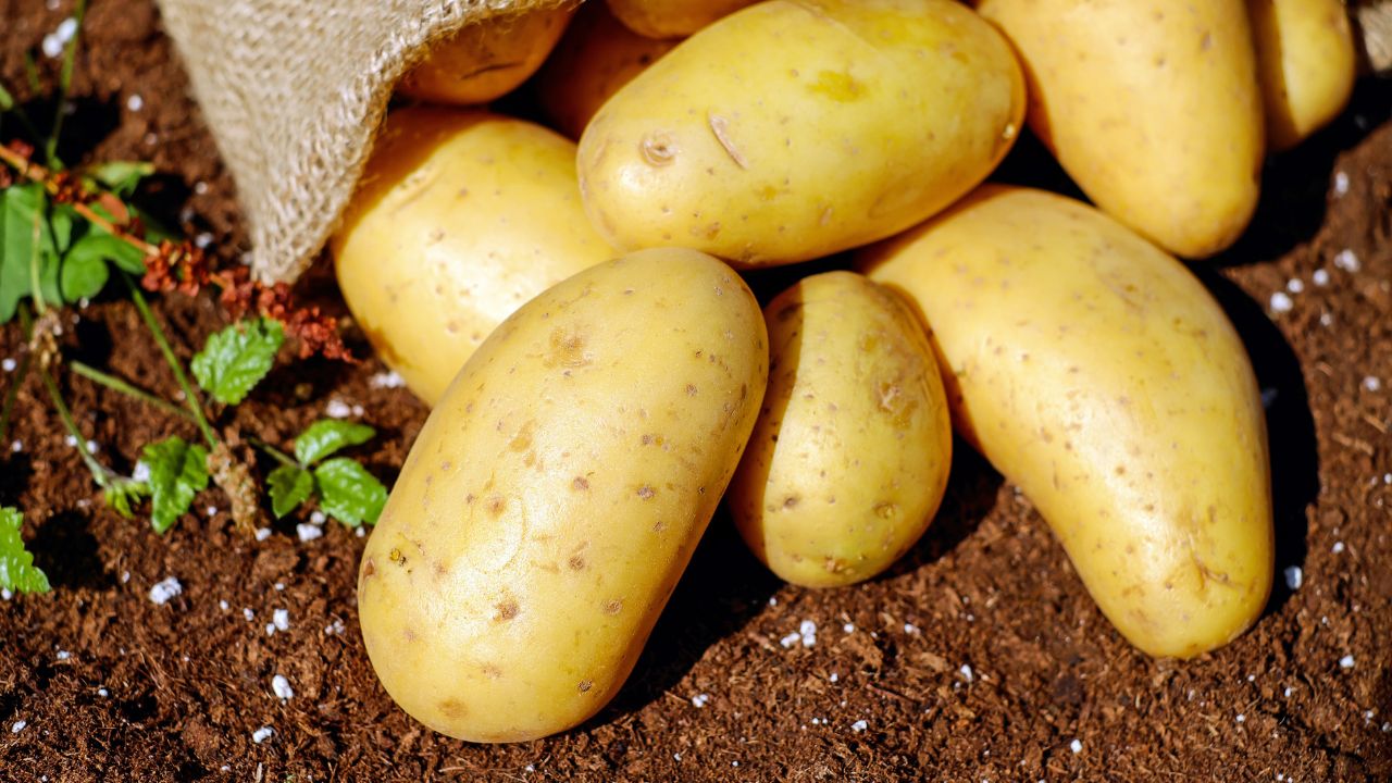 few potatoes on soil. how to grow potatoes in usa