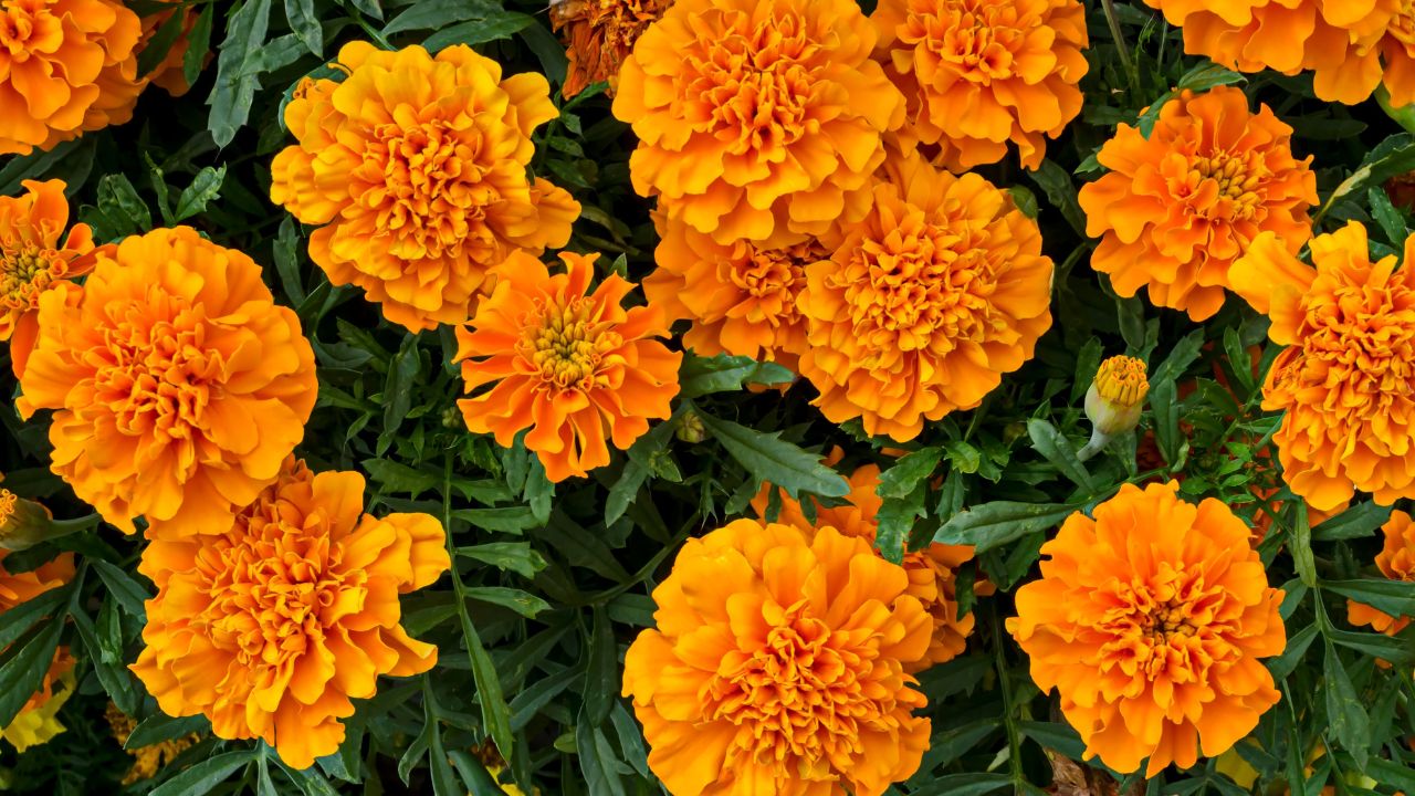 marigold flowers closeup