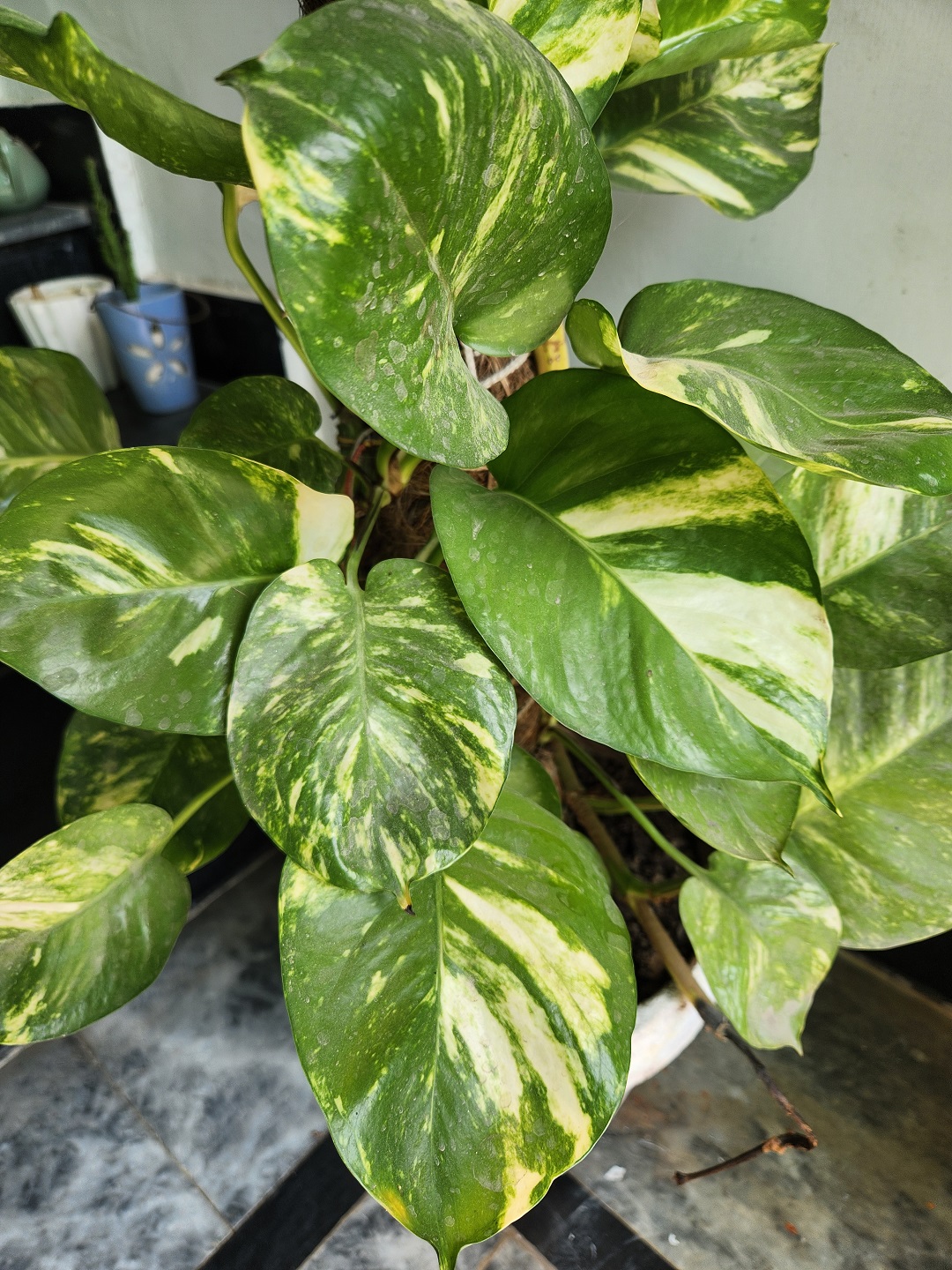 my huge golden money plant