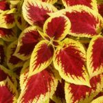 orange coleus can you overwinter coleus