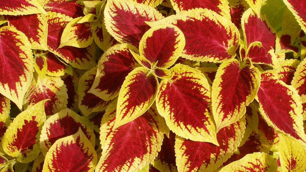 orange coleus can you overwinter coleus