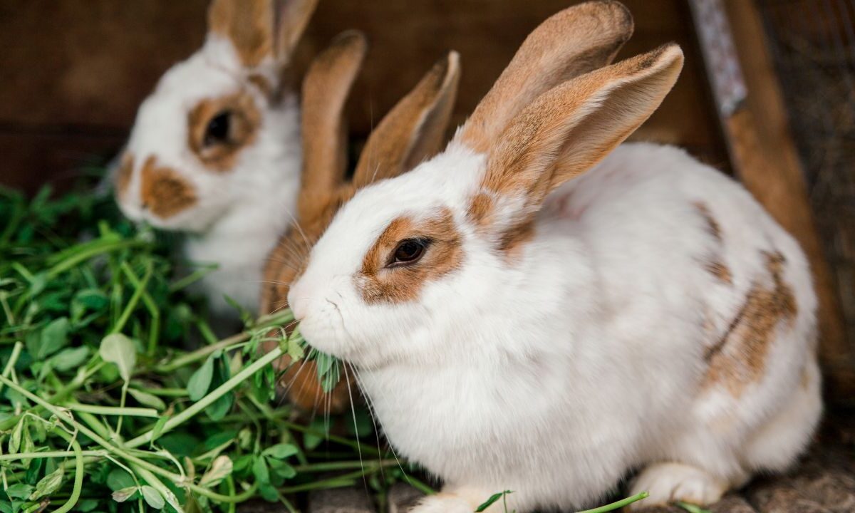 2 rabbits munching on plants