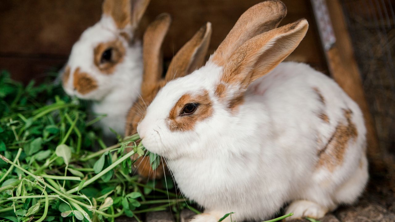 2 rabbits munching on plants