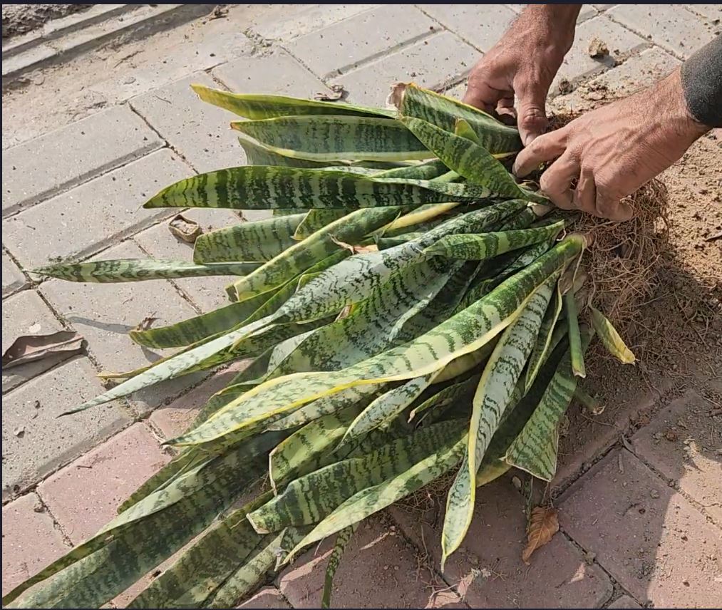 a bunch of snake plants on floor