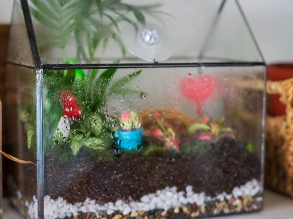 a house shaped closed terrarium