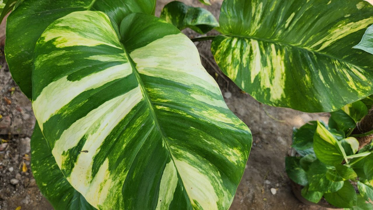 a large leaf of golden money plant