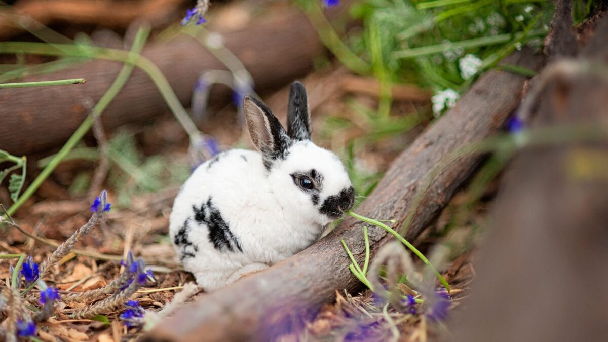 rabbits munching on plants