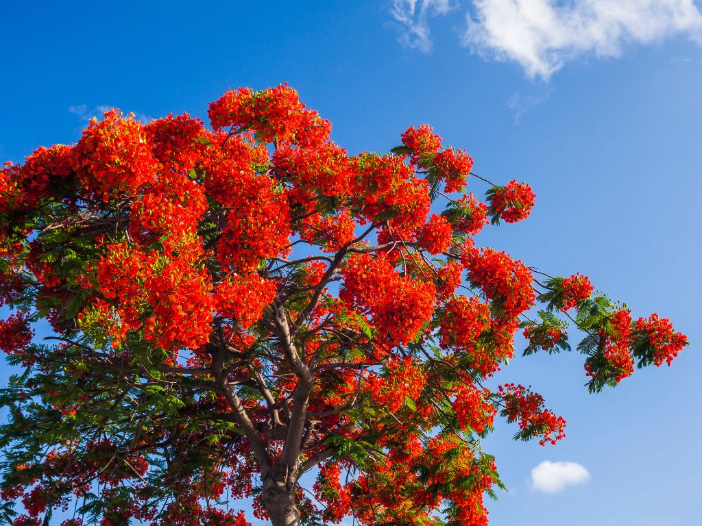 fully bloomed gulmohar tree ROYAL POINCIANA