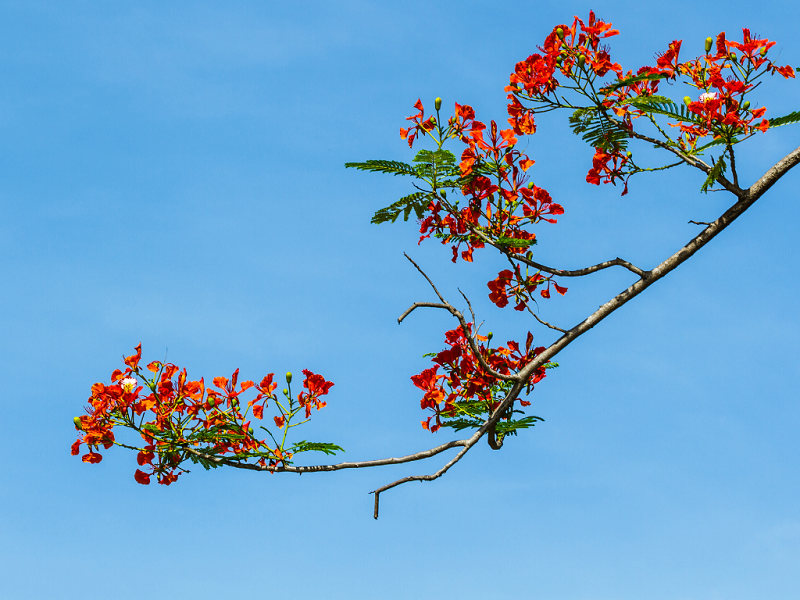 gulmohar plant branch Royal poinciana