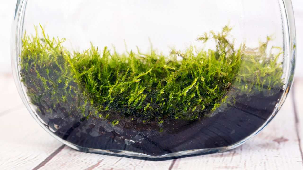 layer of moss in soil in terrarium