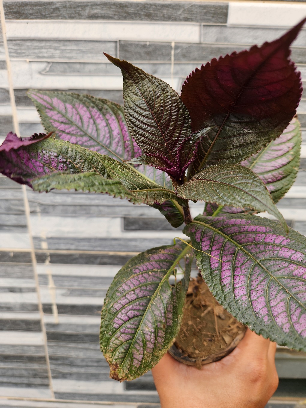 persian shield plant bright purple foliage