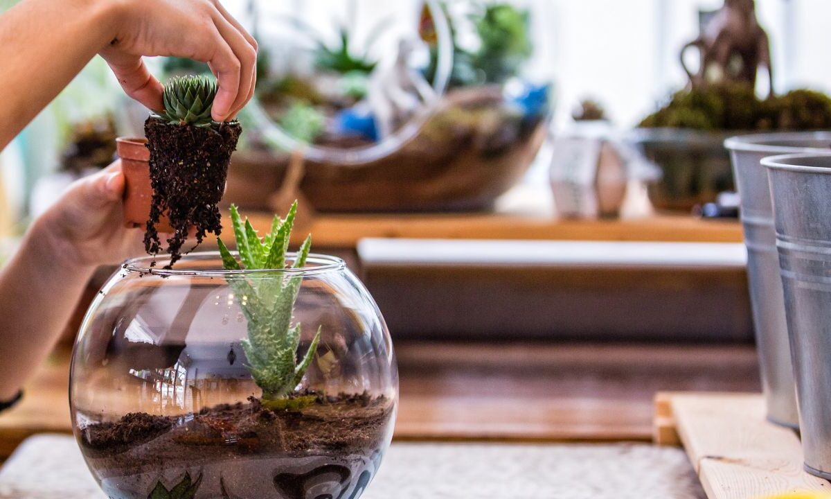 removing plants from terrarium to add a drainage layer