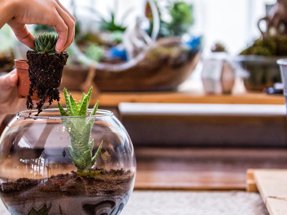 removing plants from terrarium to add a drainage layer